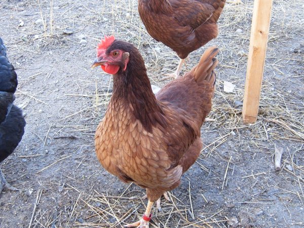 Ming Ming the chicken